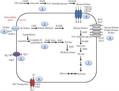 Culture-Independent Exploration of the Hypersaline Ecosystem Indicates the Environment-Specific Microbiome Evolution